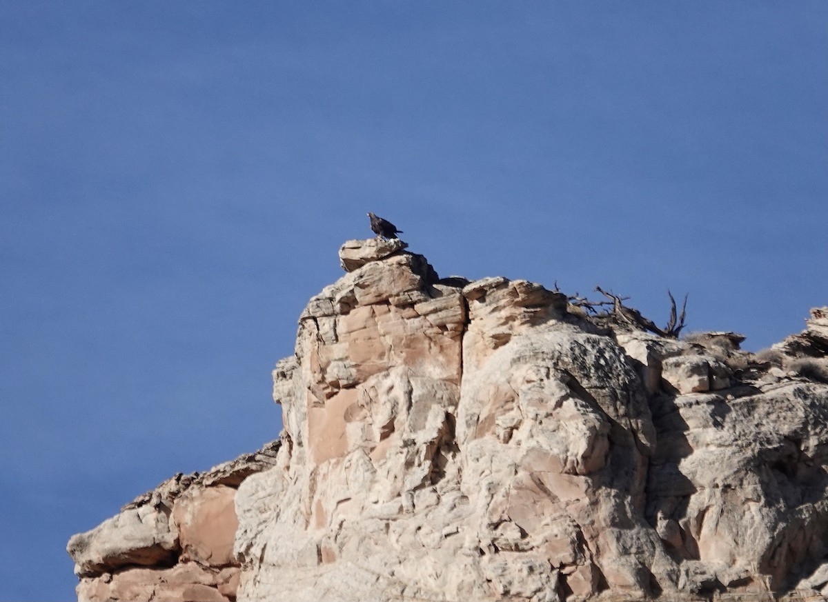 Golden Eagle - ML613542159