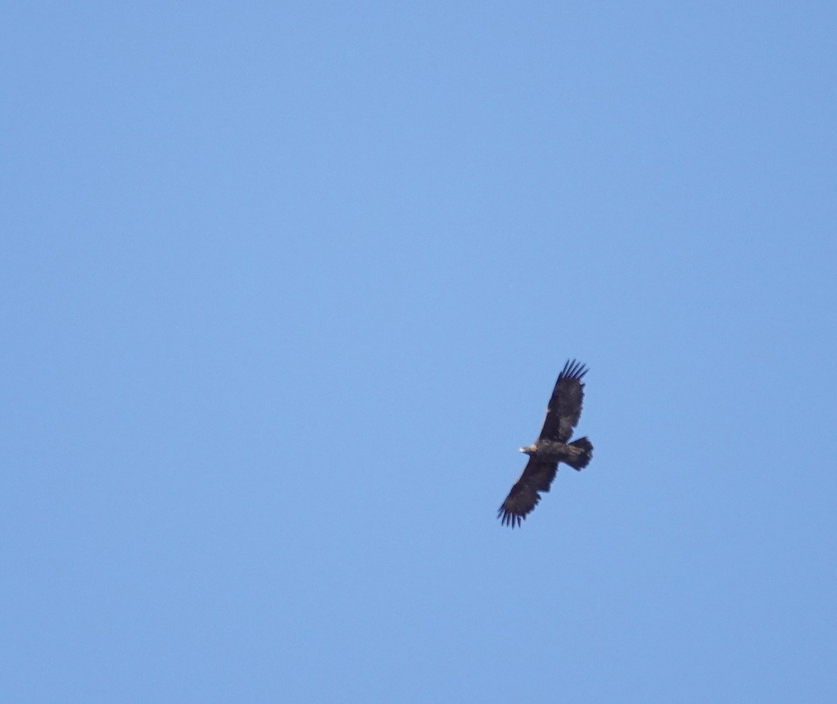 Golden Eagle - ML613542160