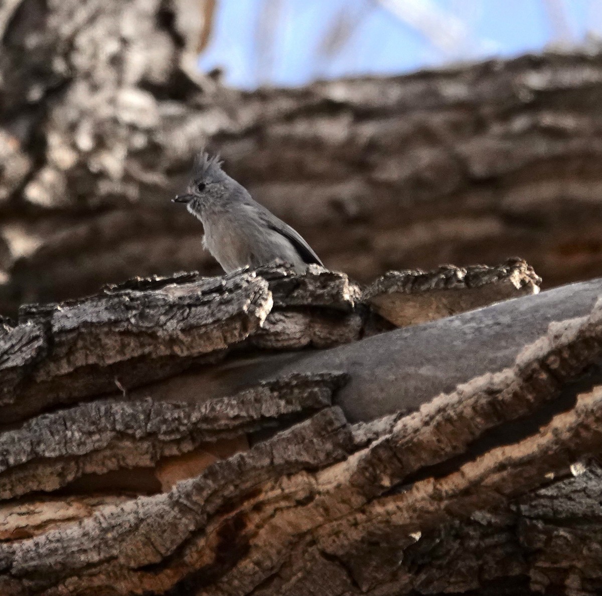 Juniper Titmouse - Byron Hukee