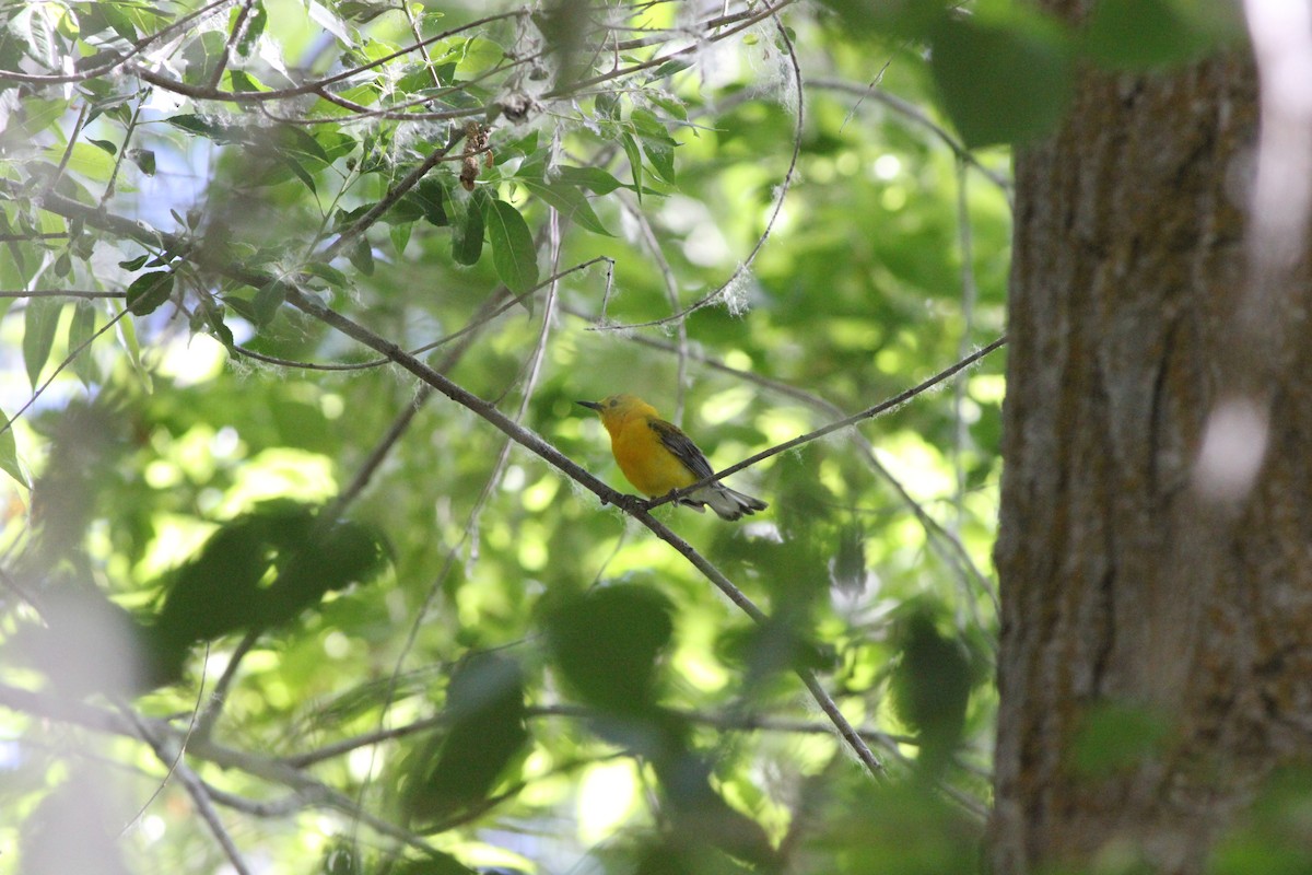 Prothonotary Warbler - ML613542171