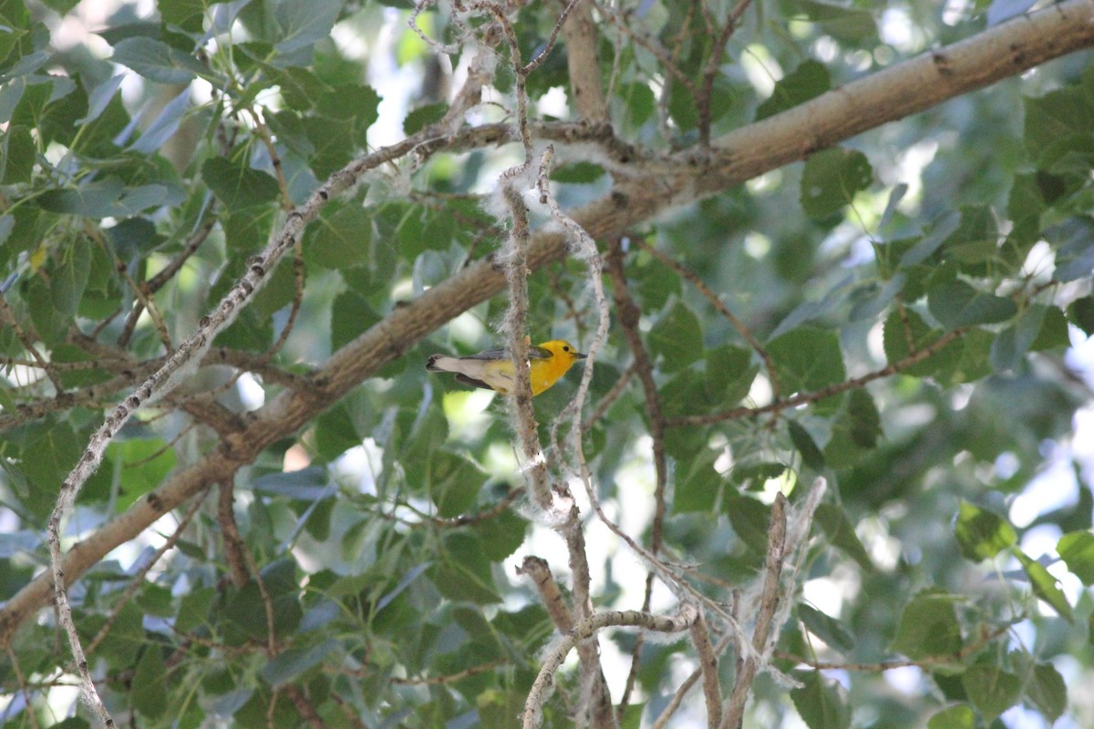 Prothonotary Warbler - ML613542172