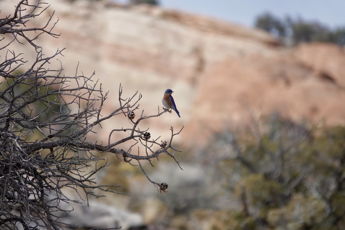 Western Bluebird - ML613542181