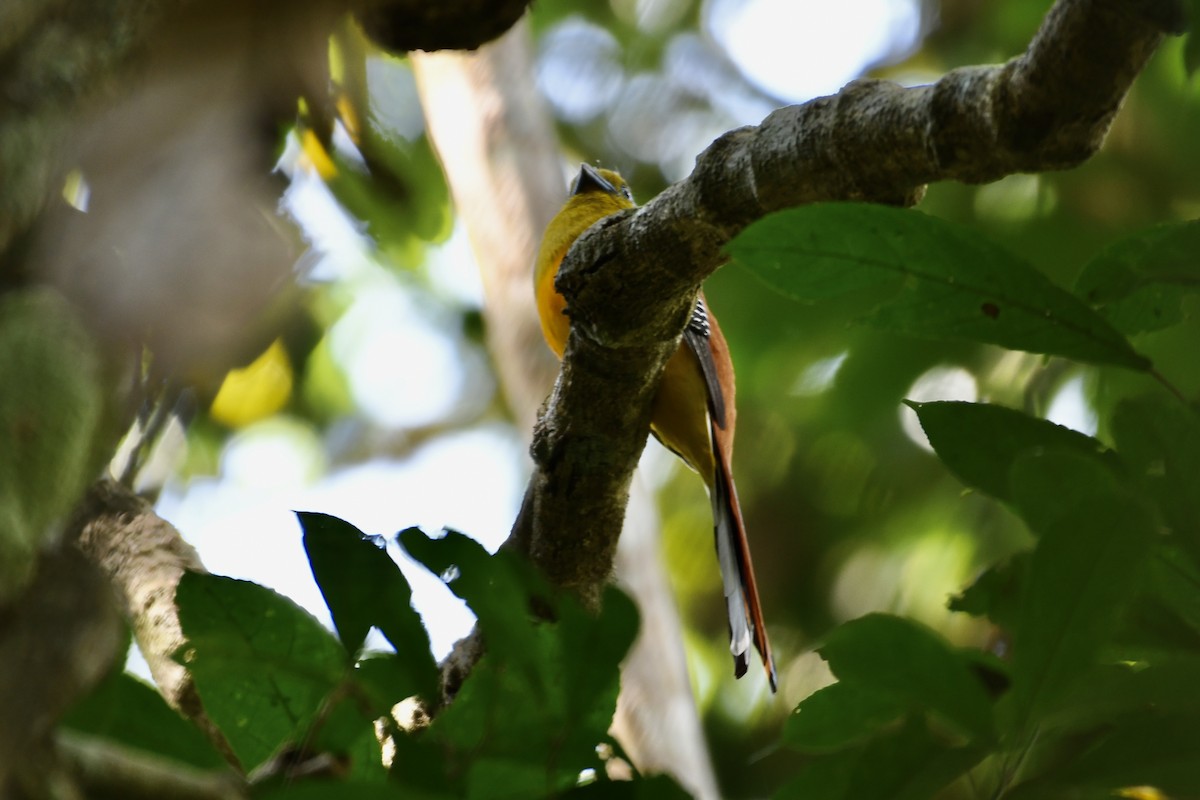 Orange-breasted Trogon - Teeranan Tinpook