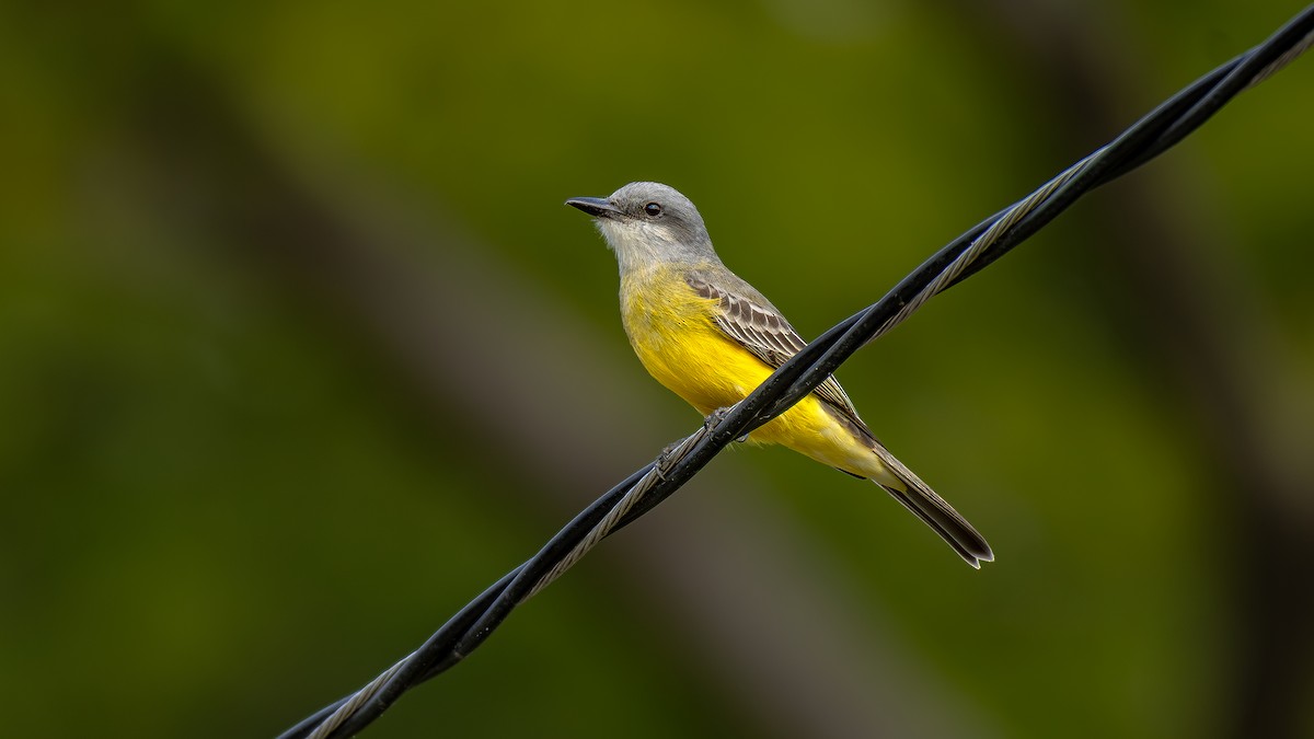 Tropical Kingbird - ML613542273