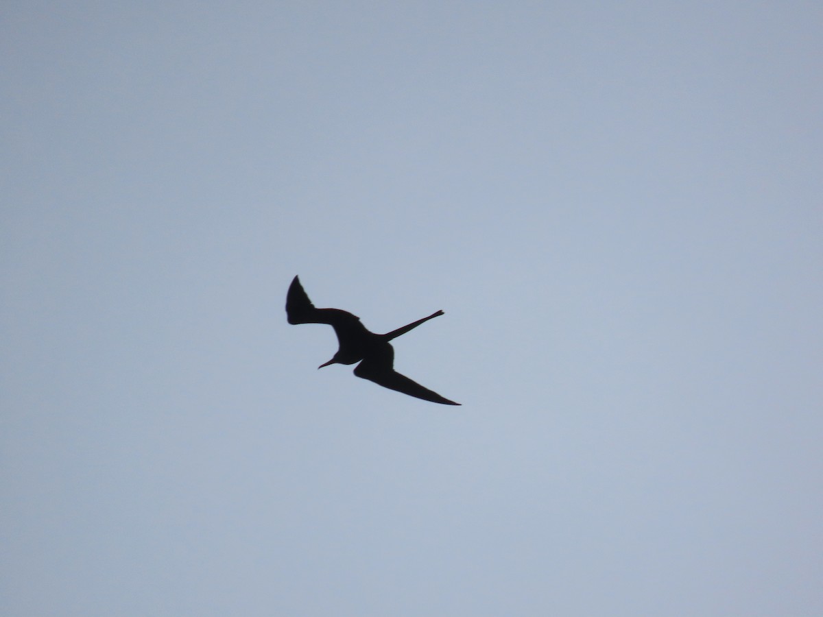 Magnificent Frigatebird - ML613542309