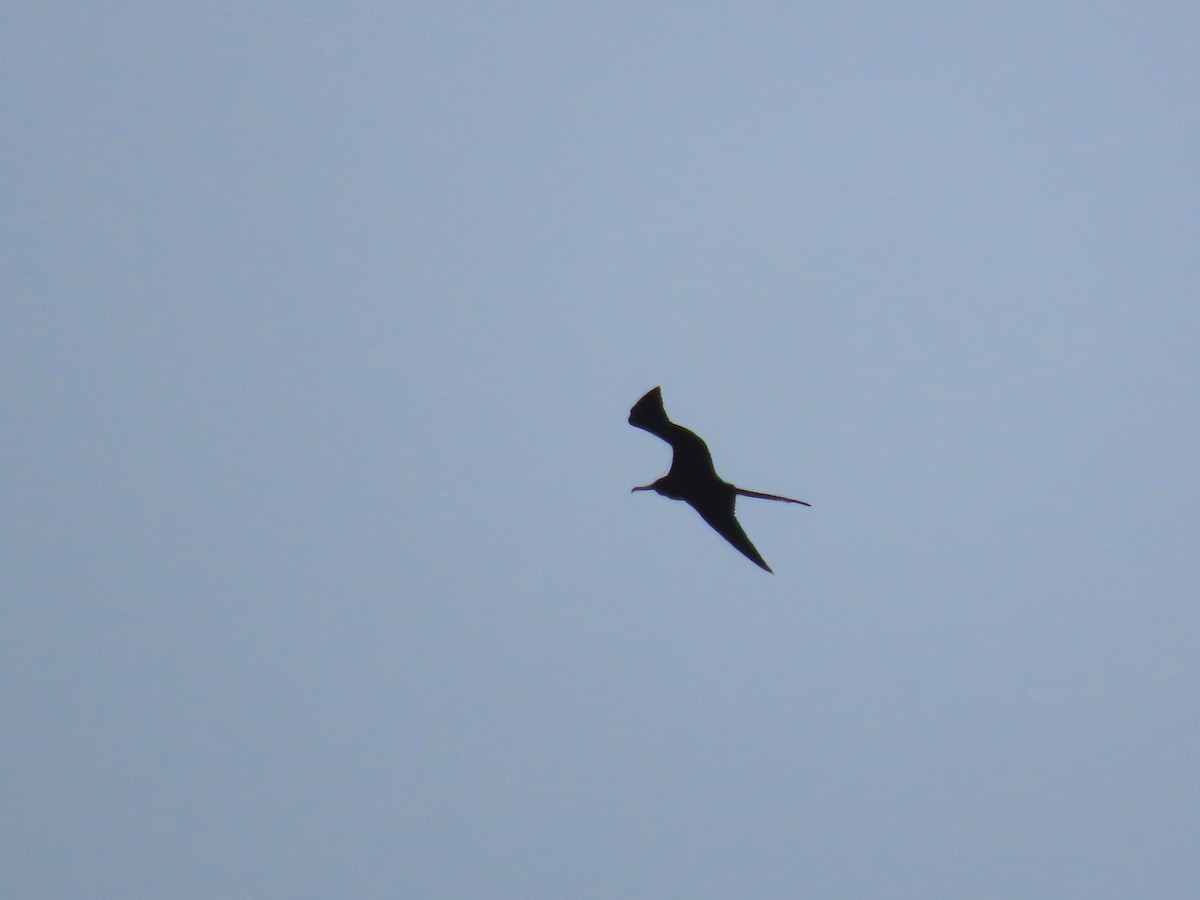 Magnificent Frigatebird - ML613542311