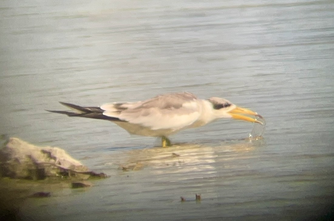 Large-billed Tern - ML613542331