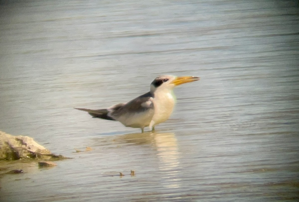 Large-billed Tern - ML613542337