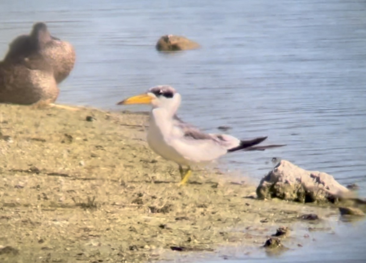 Large-billed Tern - ML613542339