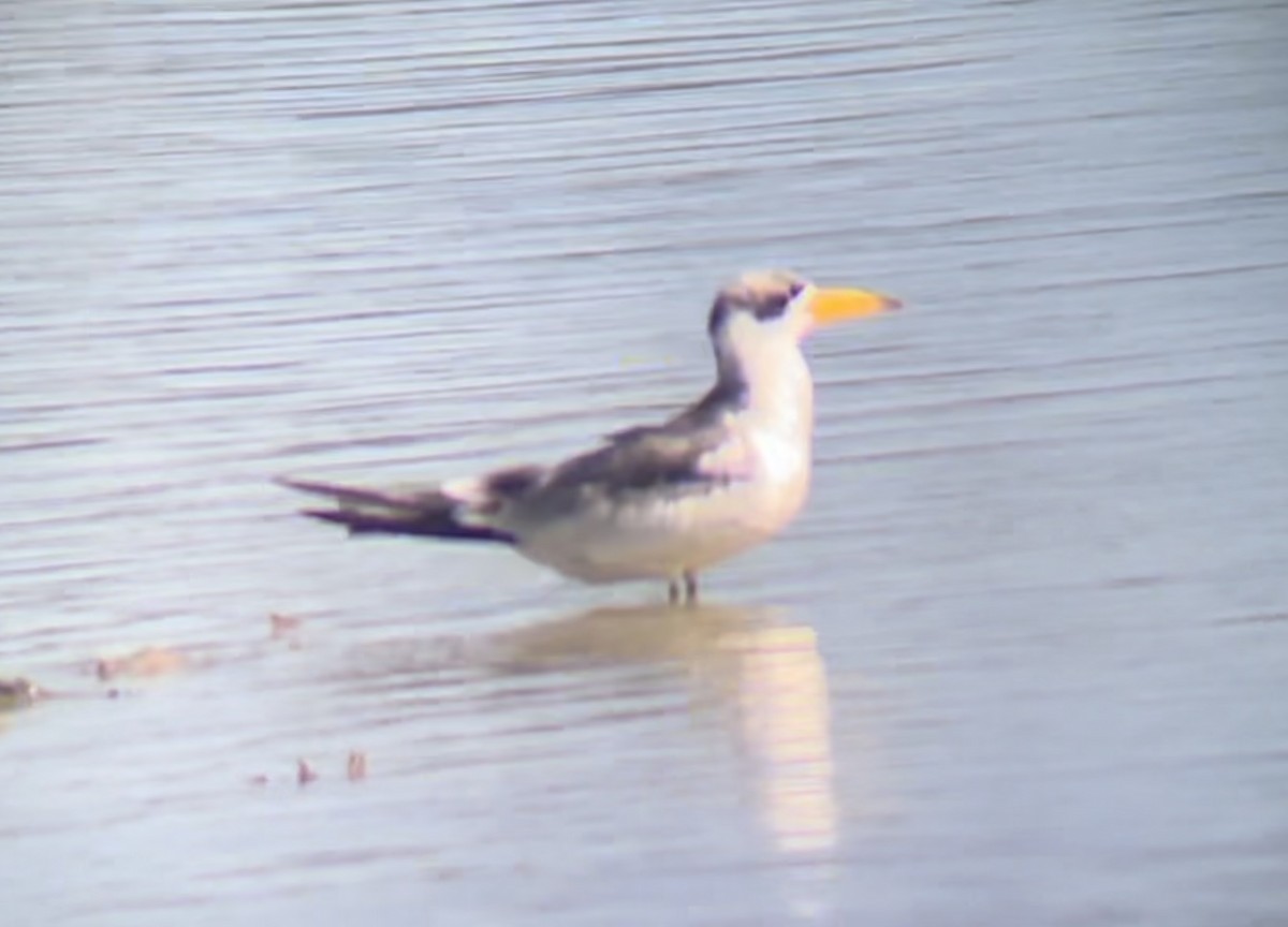 Large-billed Tern - ML613542341