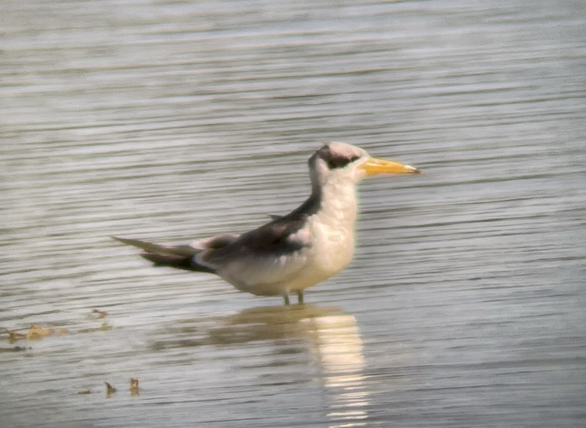 Large-billed Tern - ML613542343