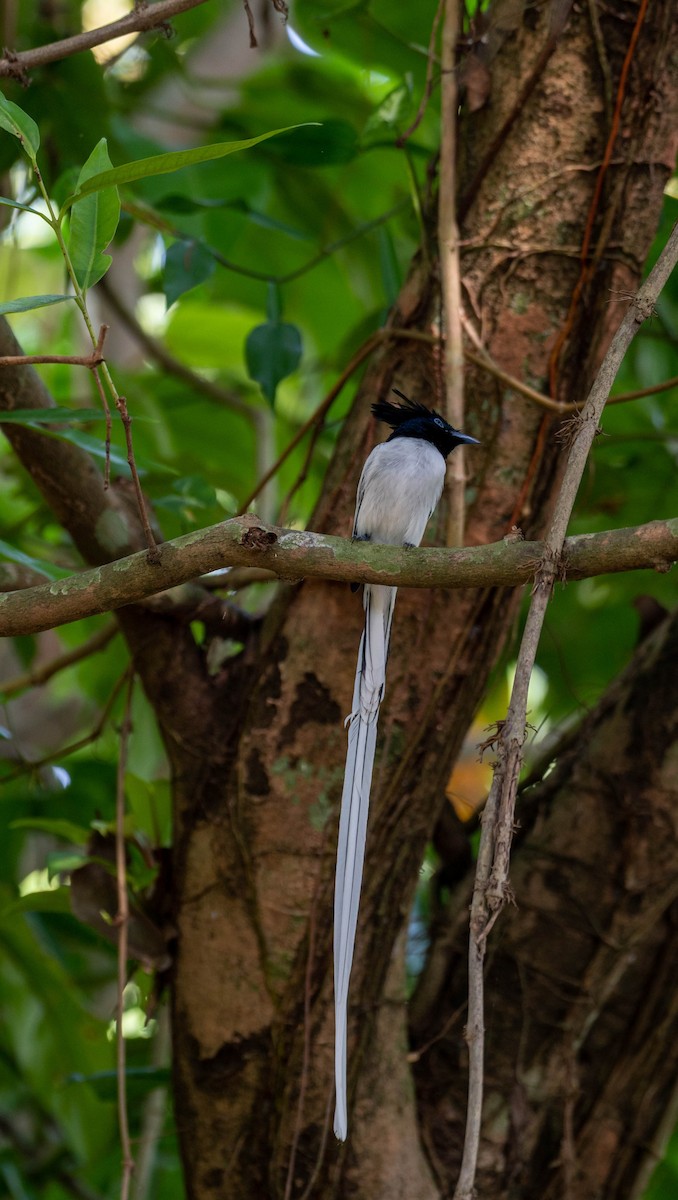 Indian Paradise-Flycatcher - ML613542405