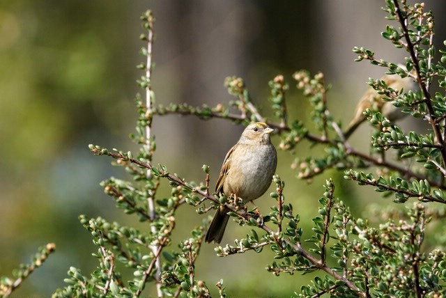 Golden-crowned Sparrow - Allison Pengilley-Wimmer