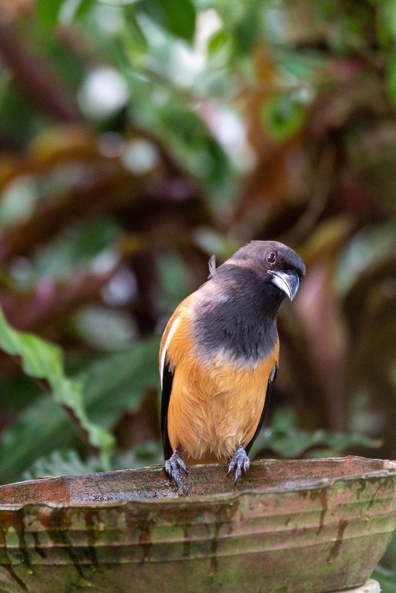 Rufous Treepie - ML613542415