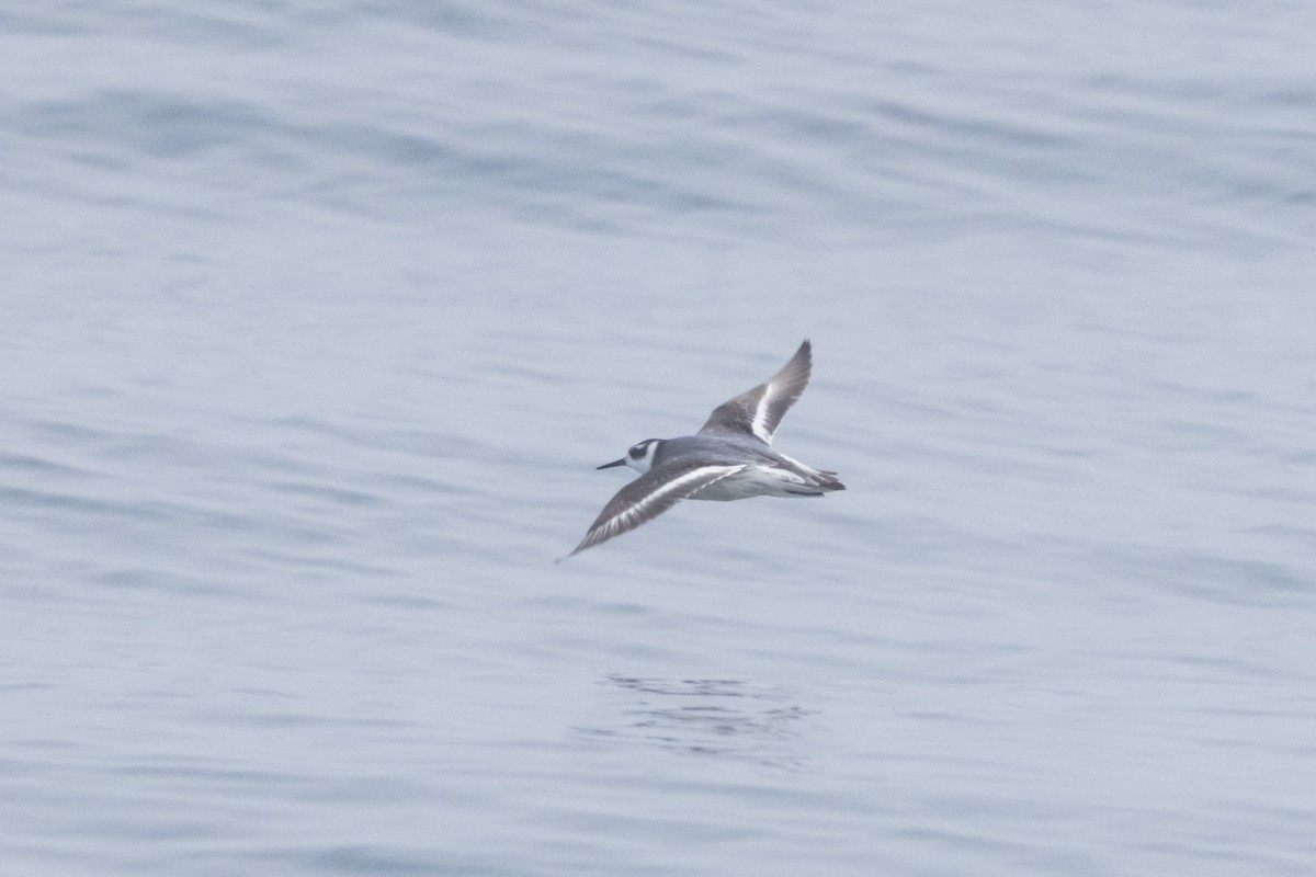 Red Phalarope - ML613542483