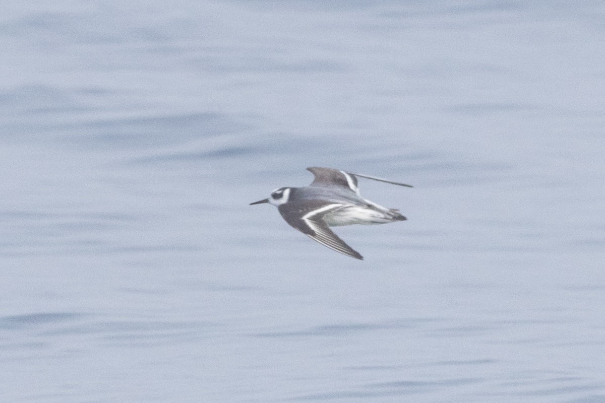 Red Phalarope - ML613542484