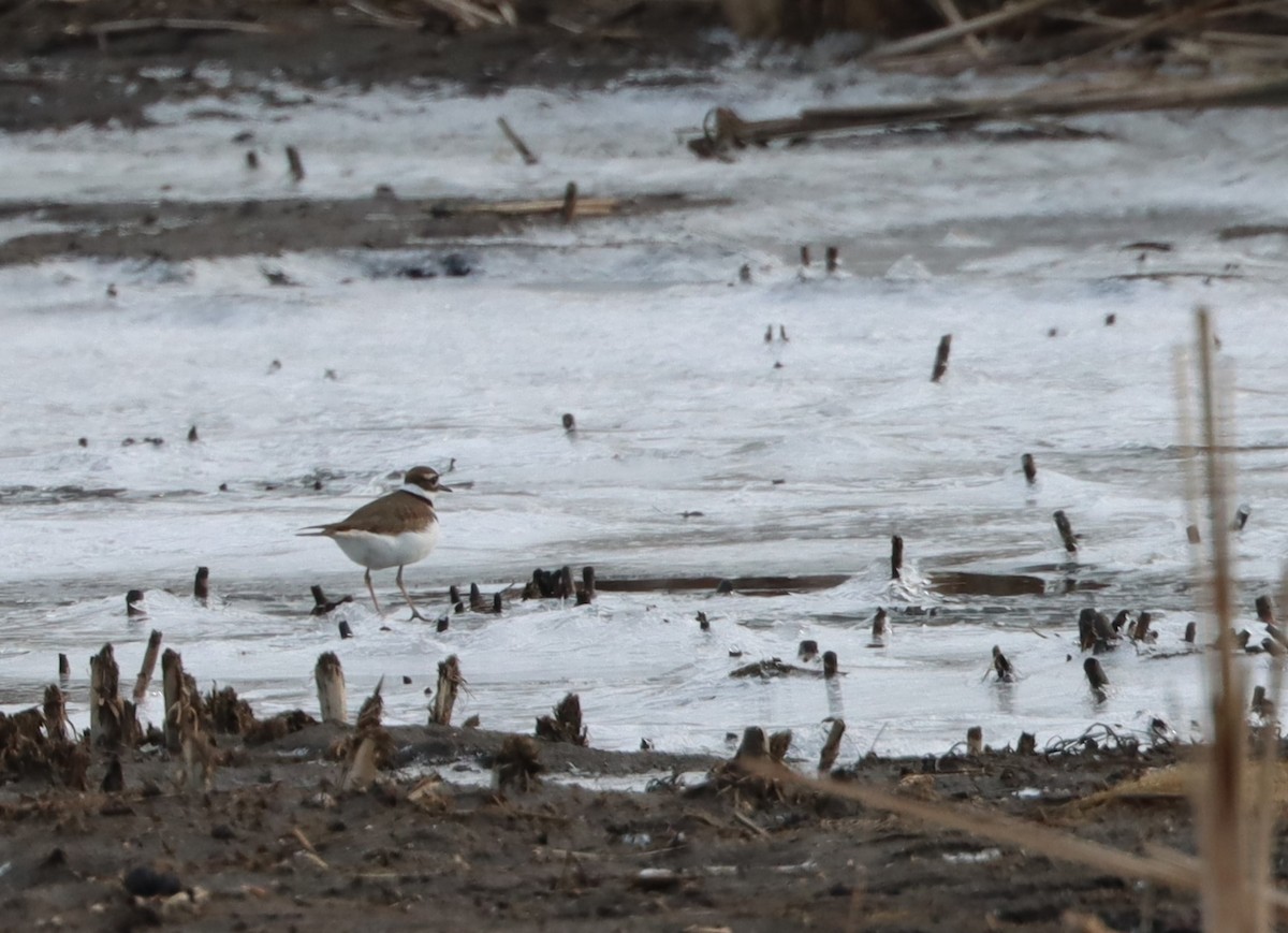 Killdeer - ML613542571