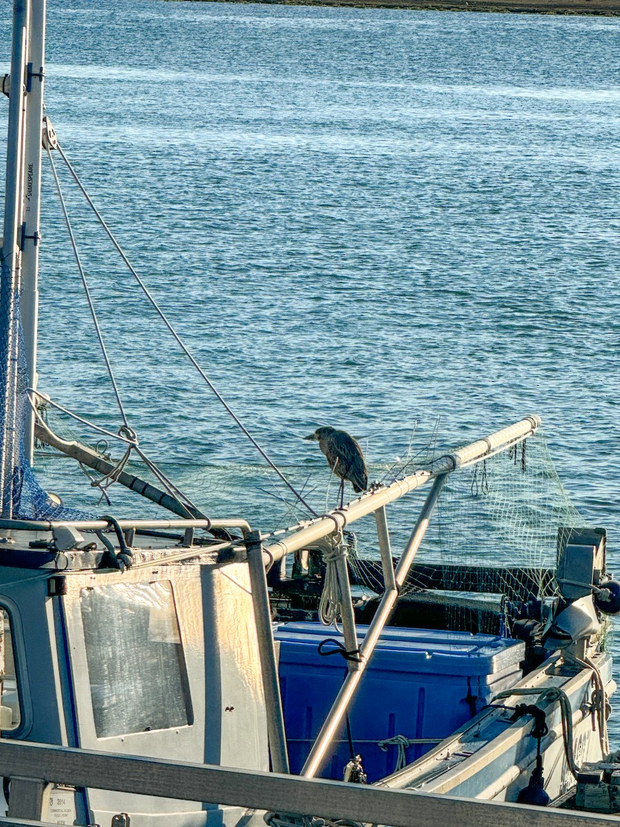 Yellow-crowned Night Heron - ML613542619