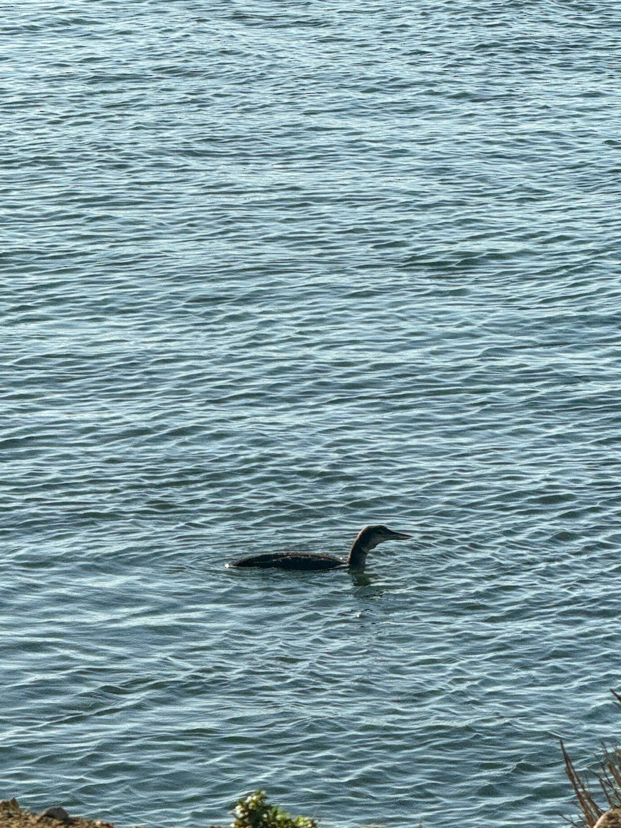 Common Loon - ML613542643