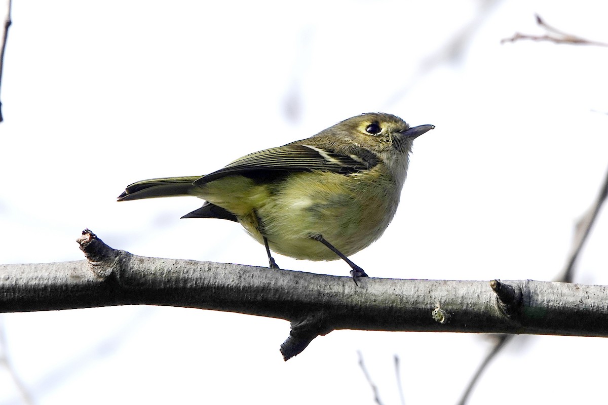 Hutton's Vireo - ML613542667