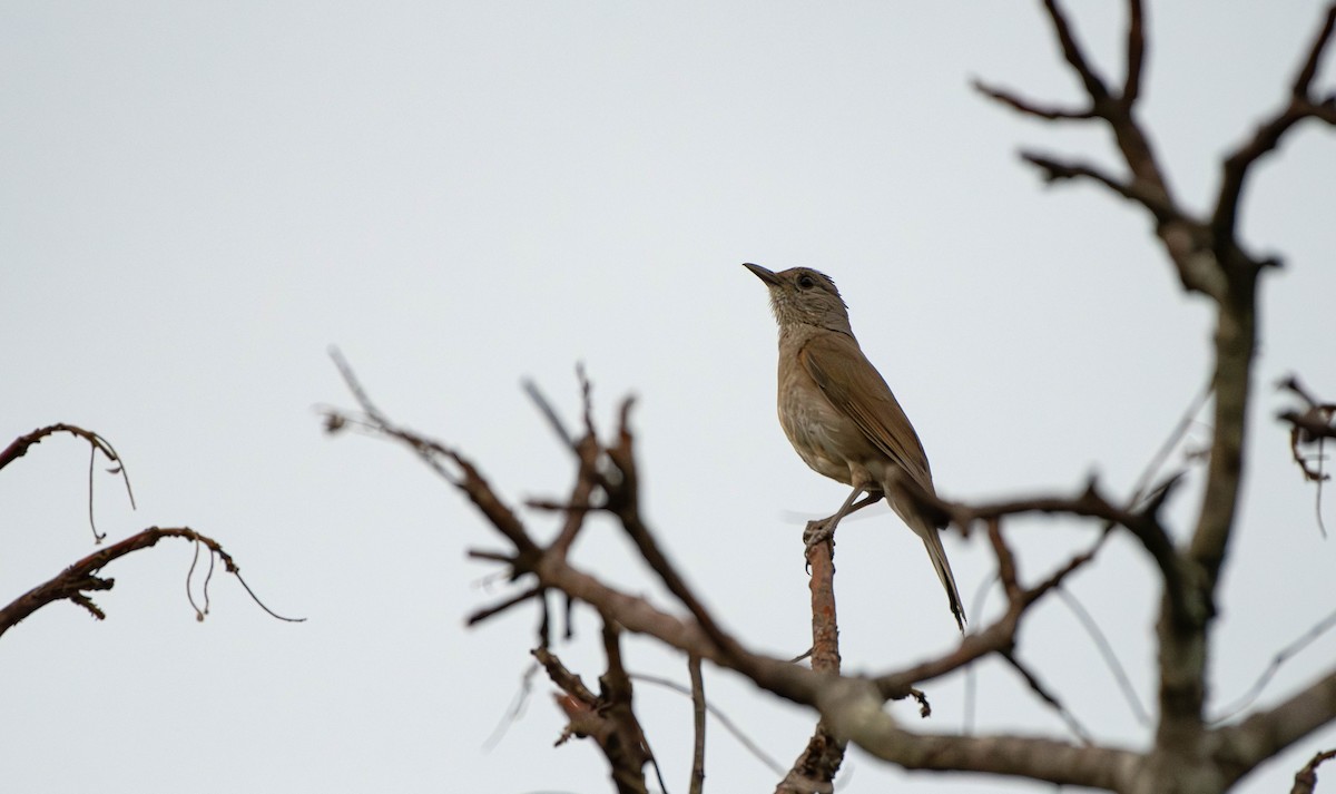 Pale-breasted Thrush - ML613542690