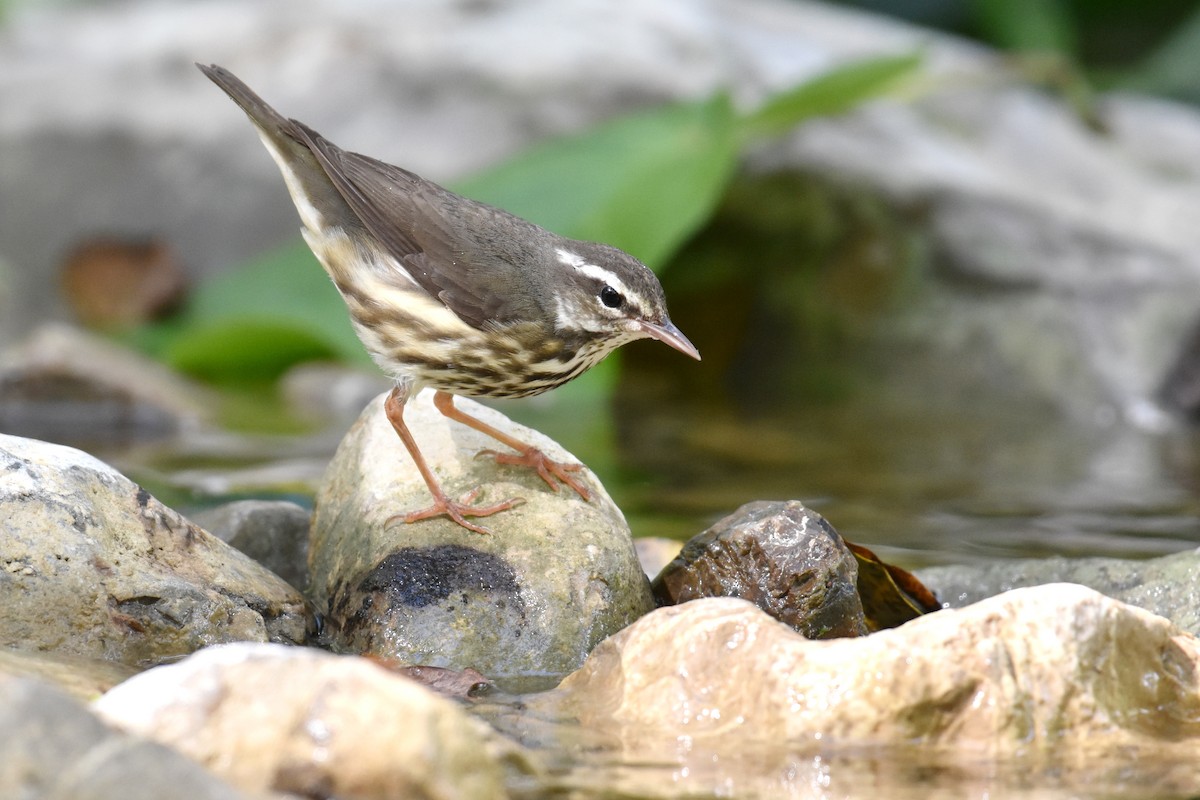 Louisiana Waterthrush - ML613542734