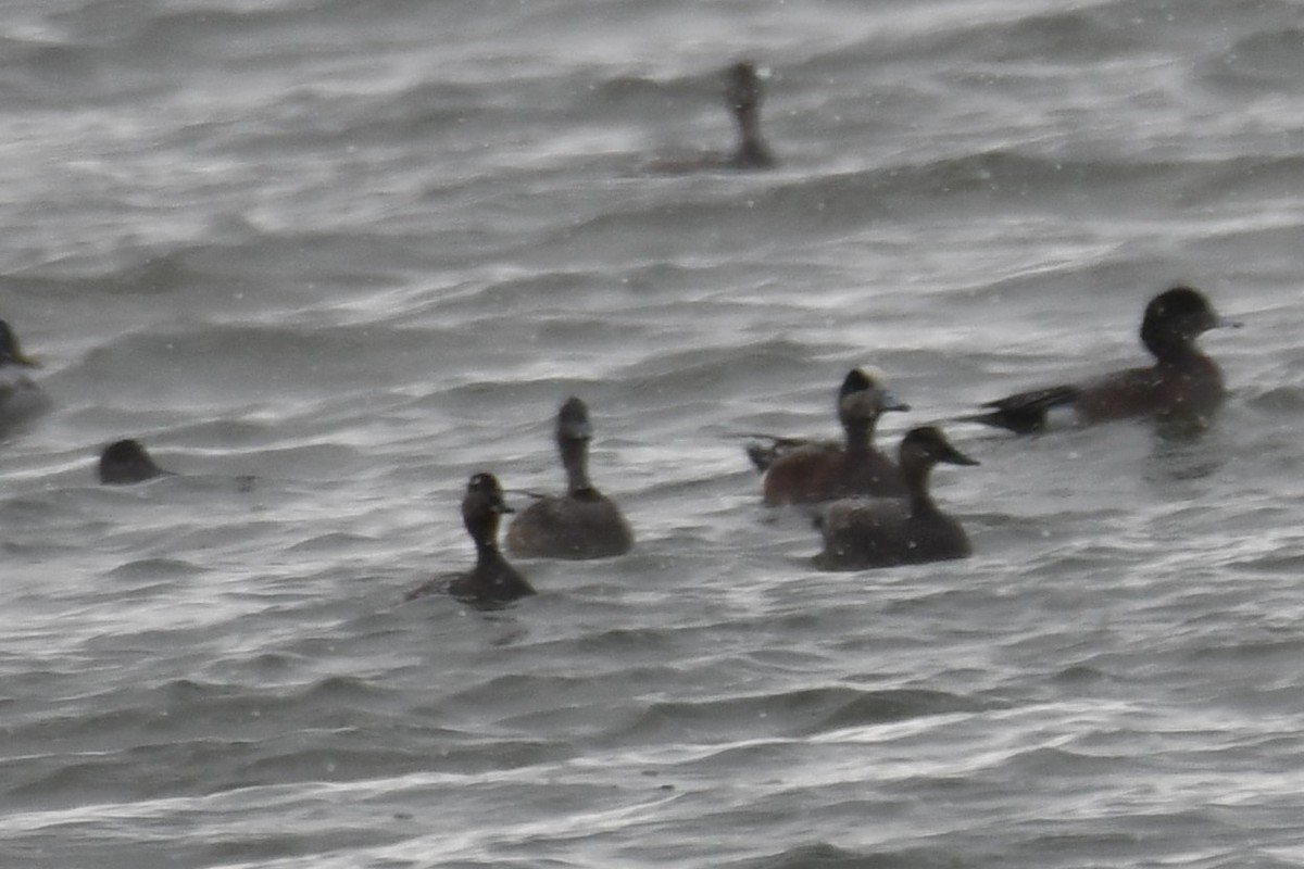 American Wigeon - ML613542756