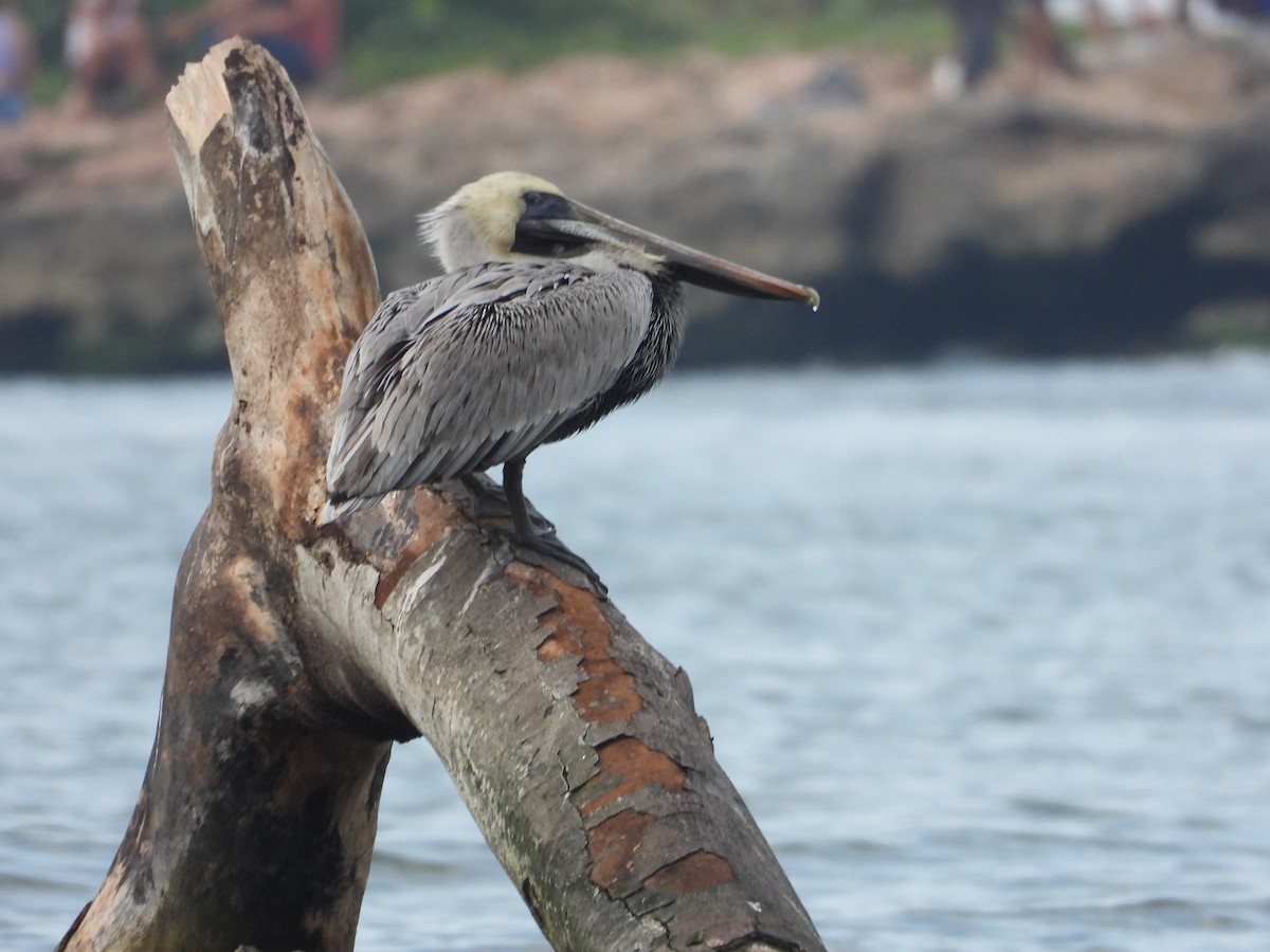 Brown Pelican (Southern) - ML613542762