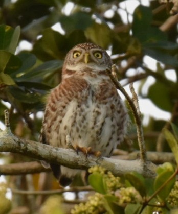 Cuban Pygmy-Owl - ML613542784