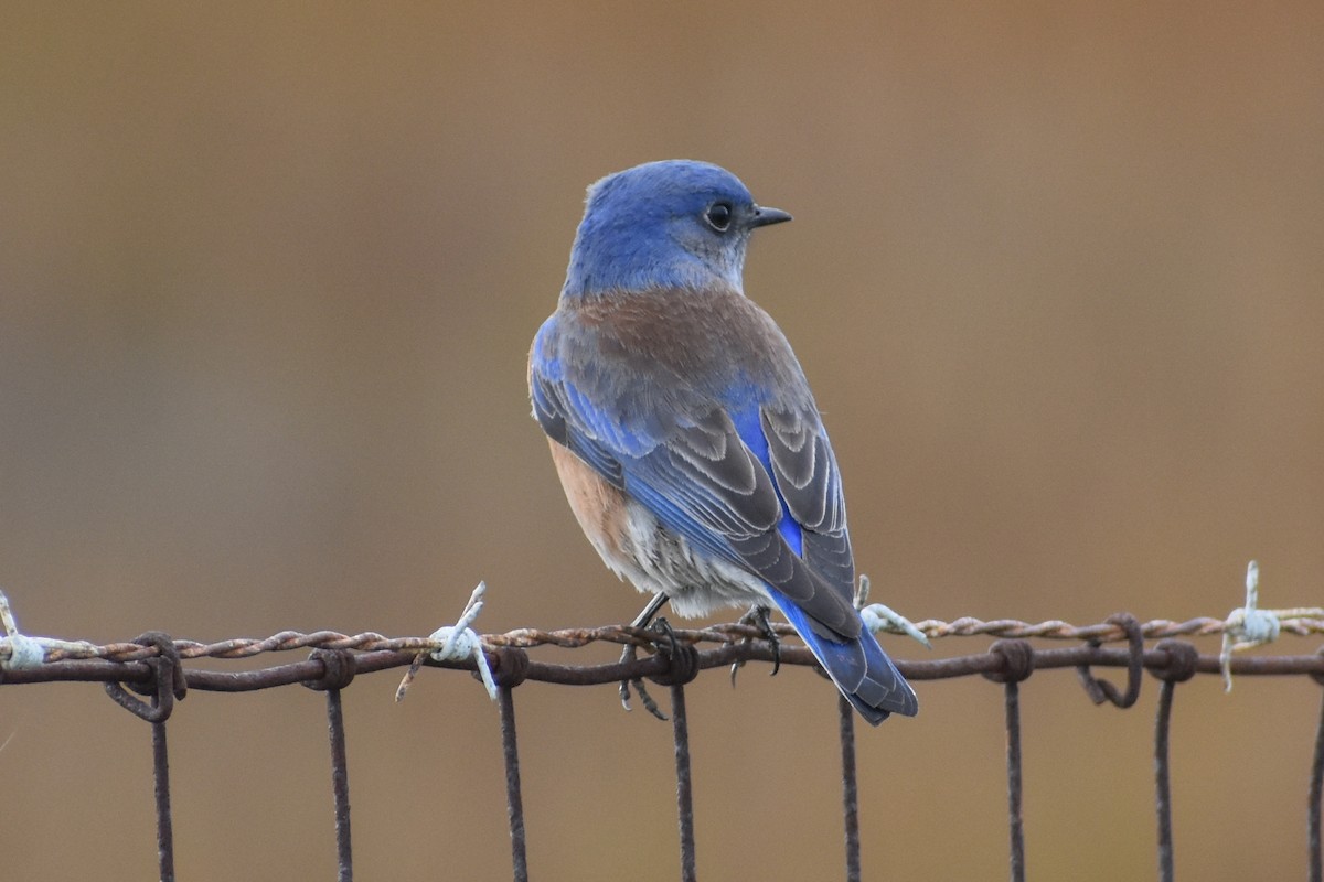 Western Bluebird - ML613542791