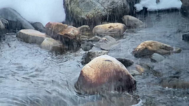 American Dipper - ML613542827