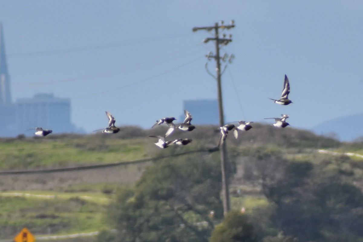 Black Turnstone - ML613542861