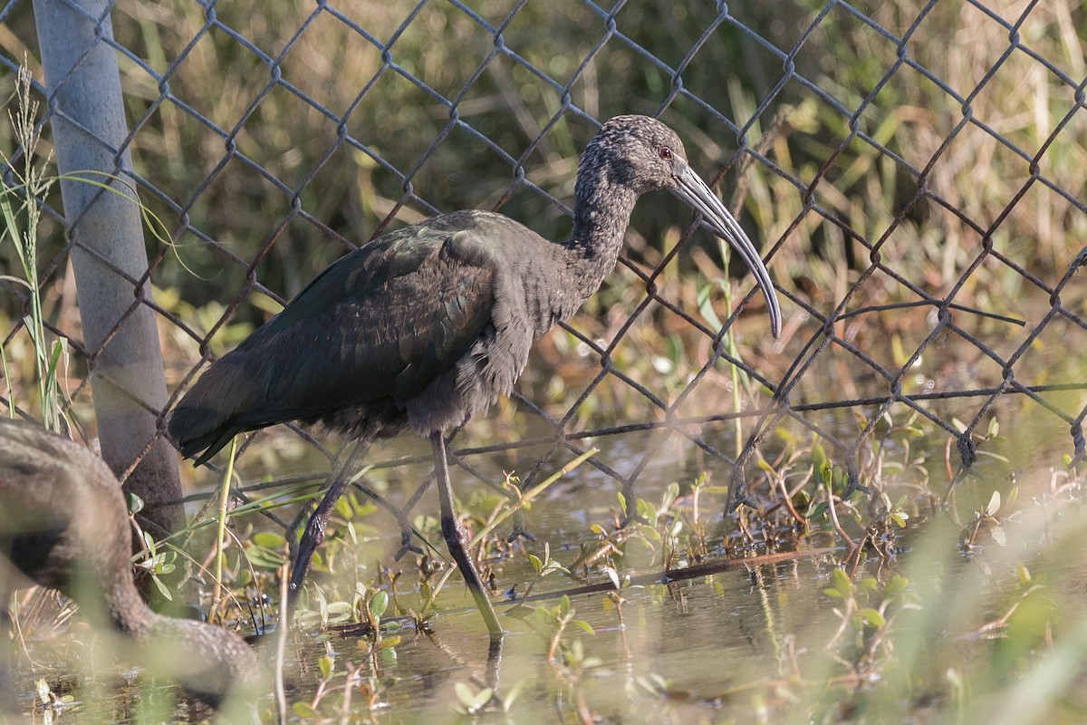 ibis americký - ML613542911