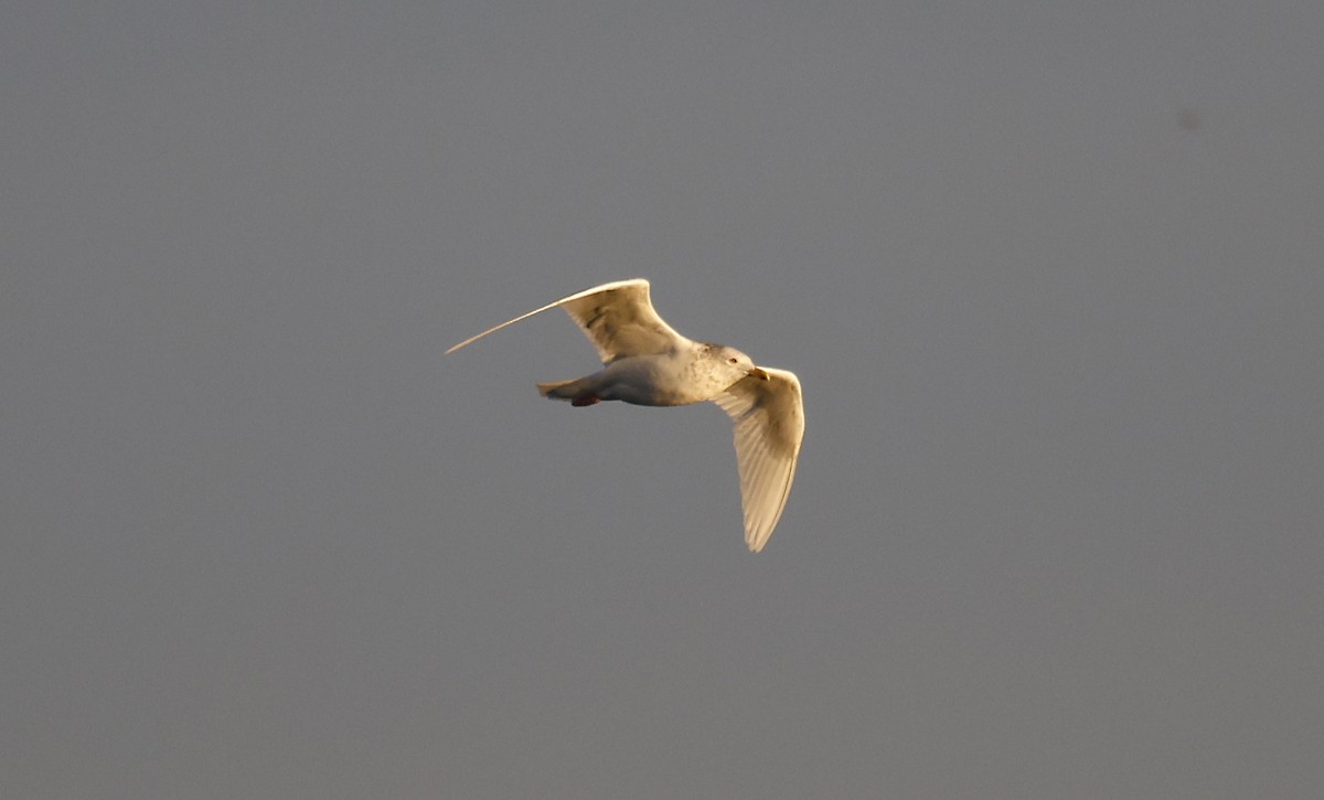 Iceland Gull - ML613542914