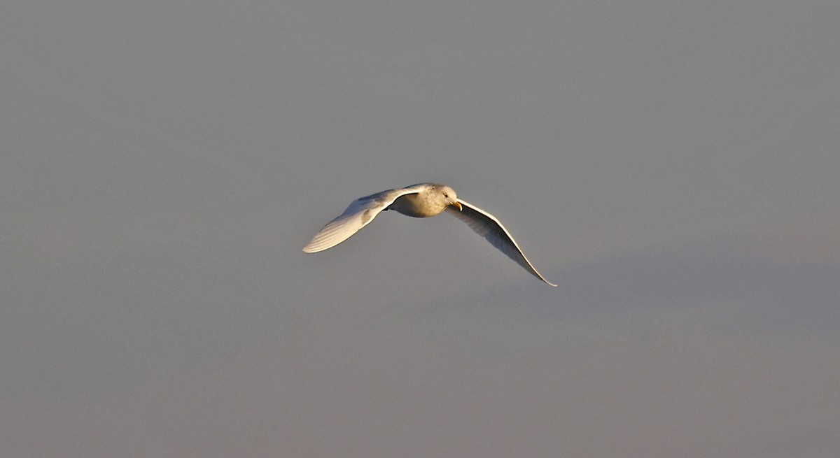 Iceland Gull - ML613542922