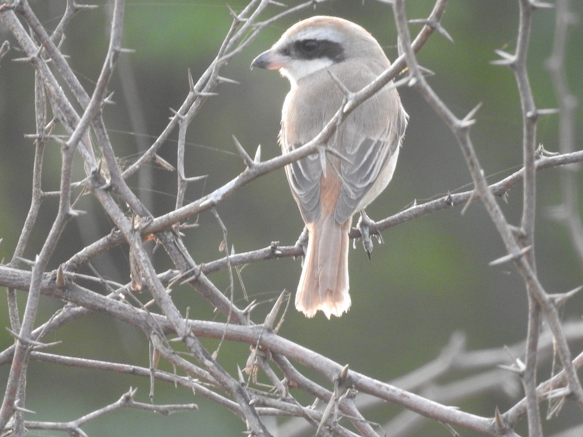 Brown Shrike - ML613542976