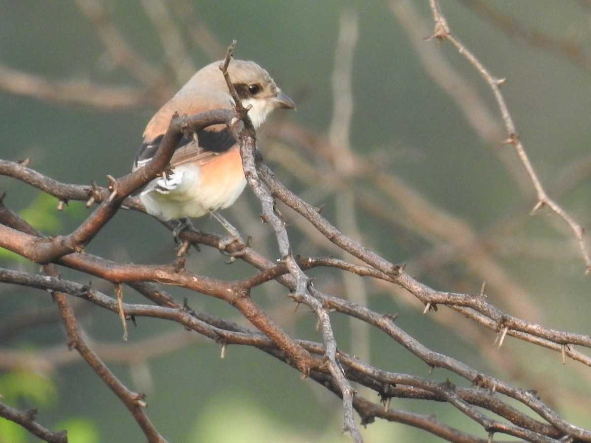 Bay-backed Shrike - ML613542980