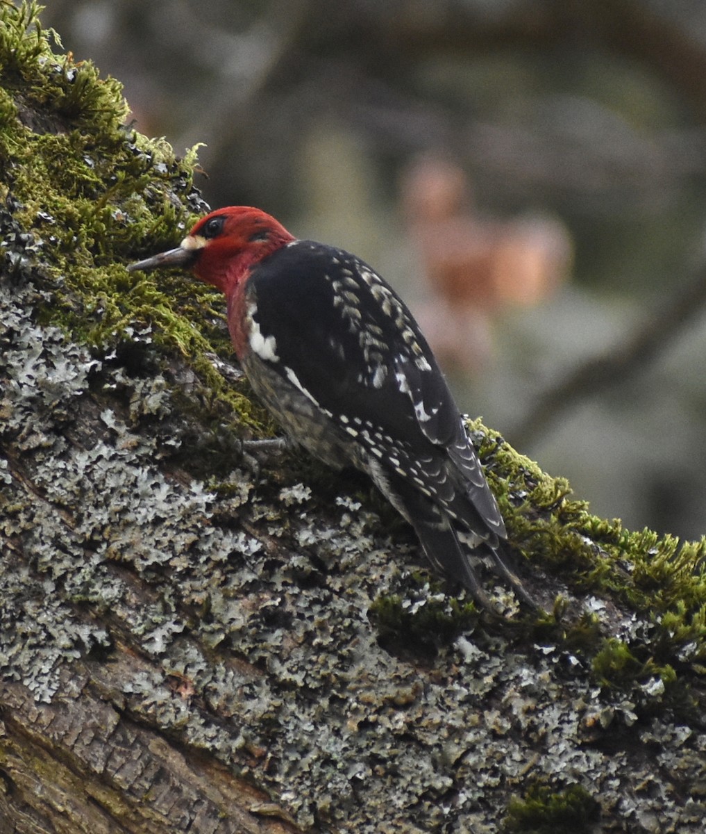 Red-breasted Sapsucker - ML613542981