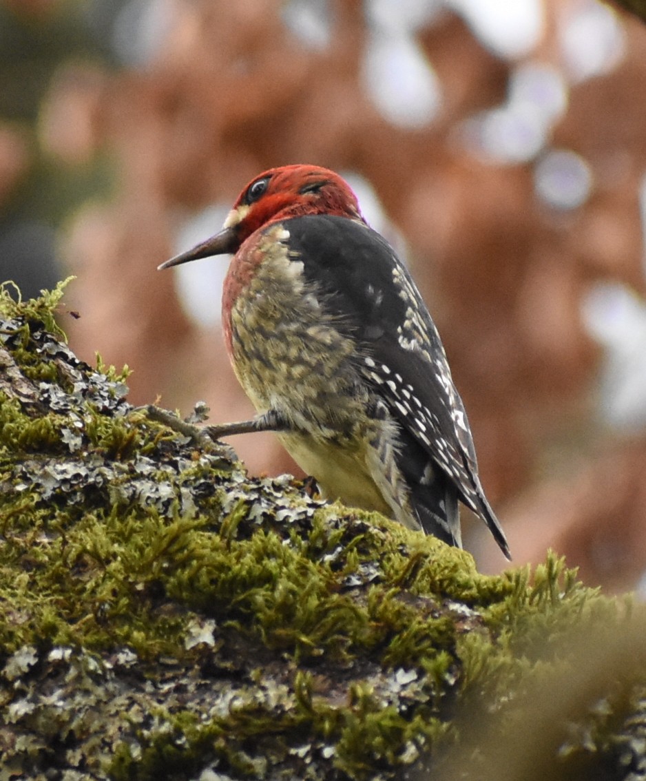 Red-breasted Sapsucker - ML613542982
