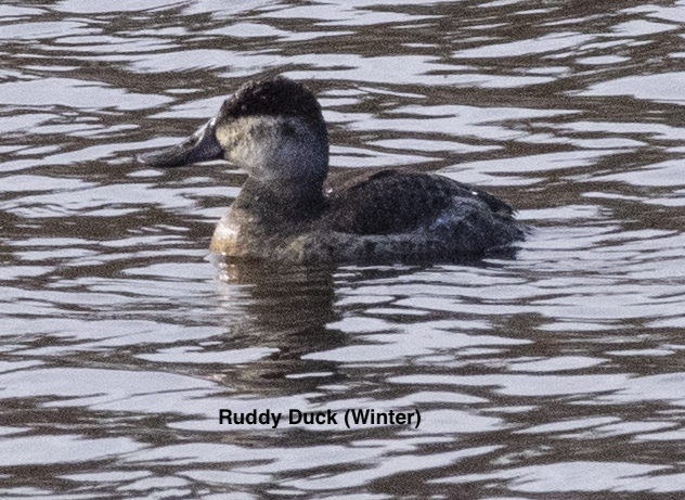 Ruddy Duck - ML613543014
