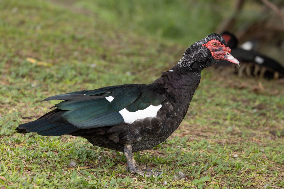 Muscovy Duck (Domestic type) - ML613543025