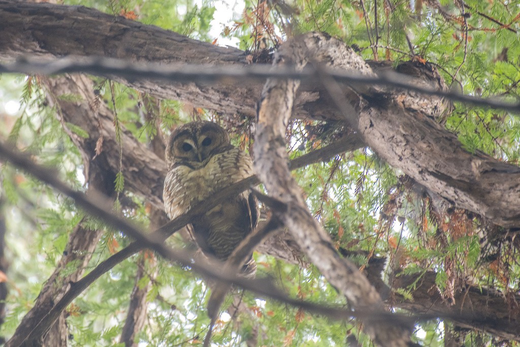 Spotted Owl - ML613543068