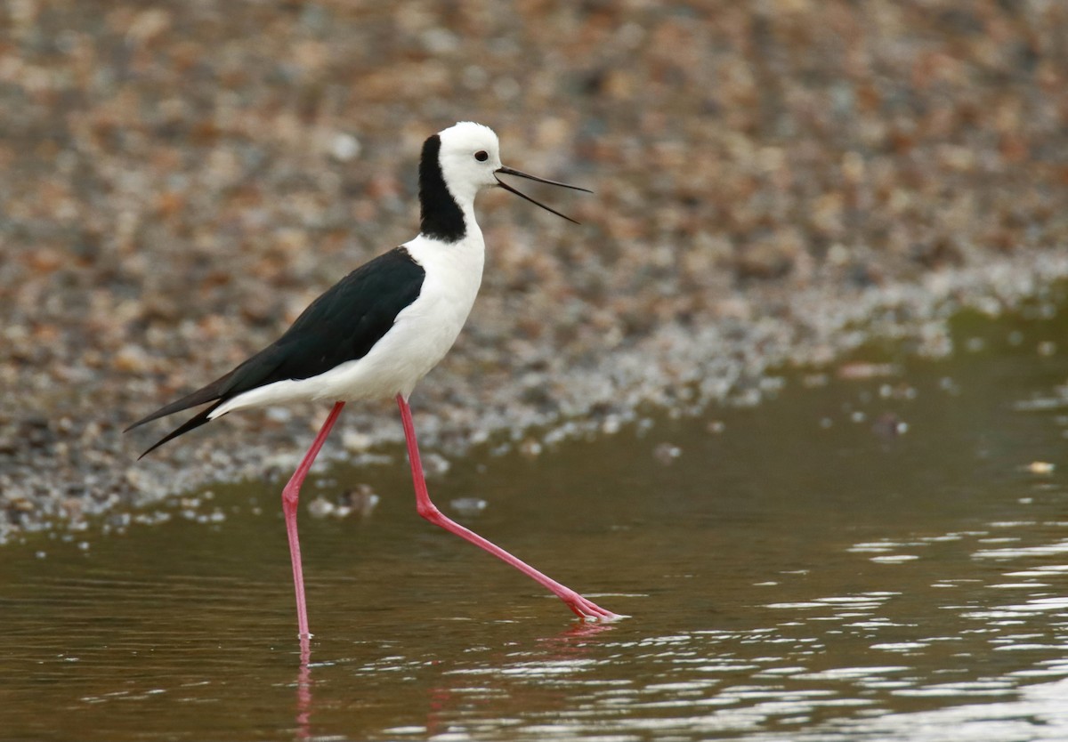 Pied Stilt - Sharon Redman