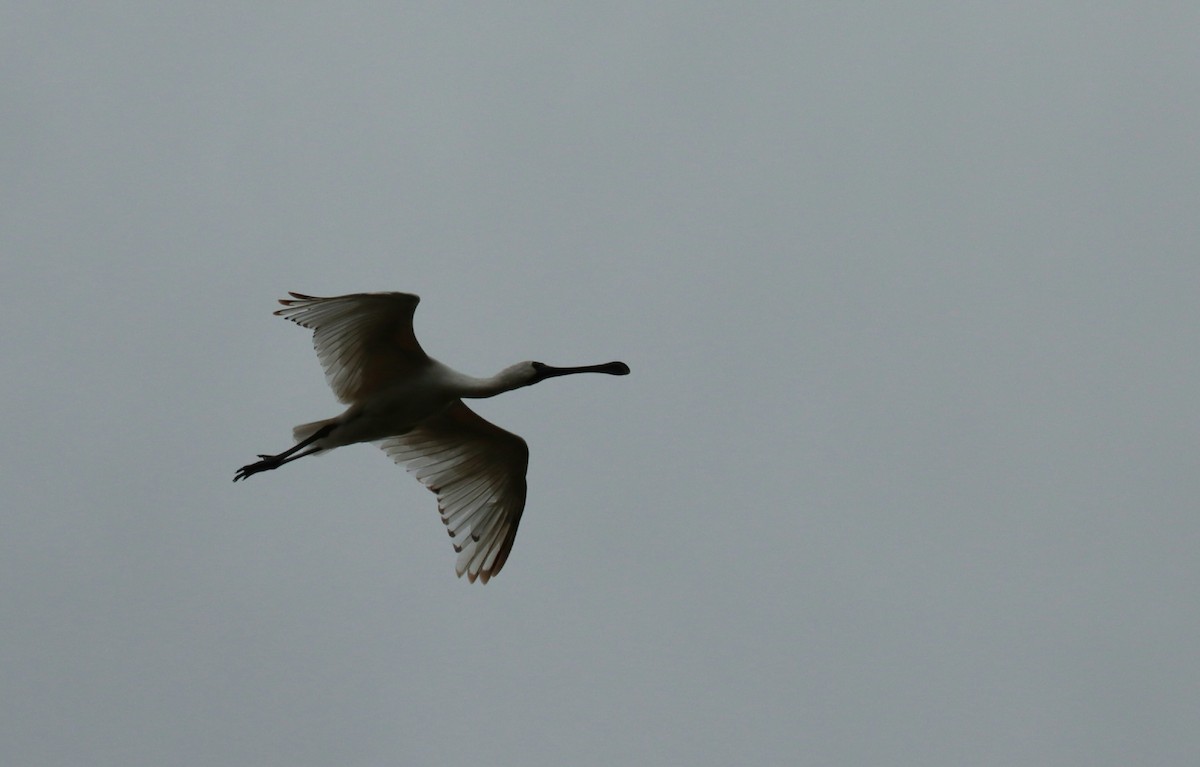 Royal Spoonbill - Sharon Redman