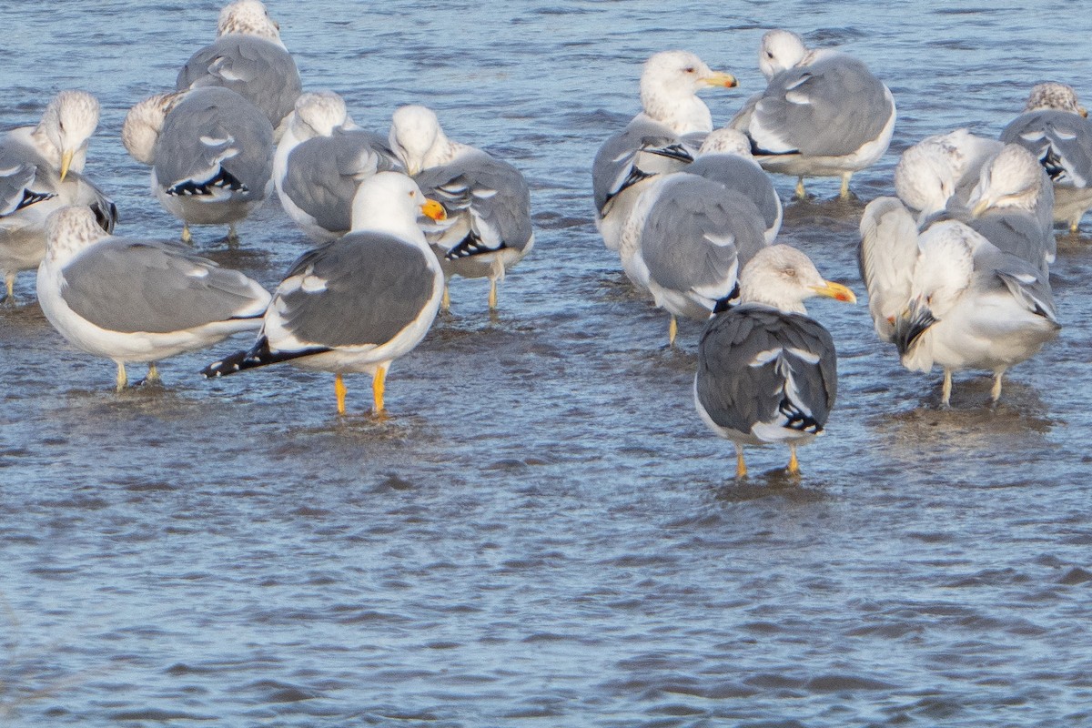 Yellow-footed Gull - David Anderson