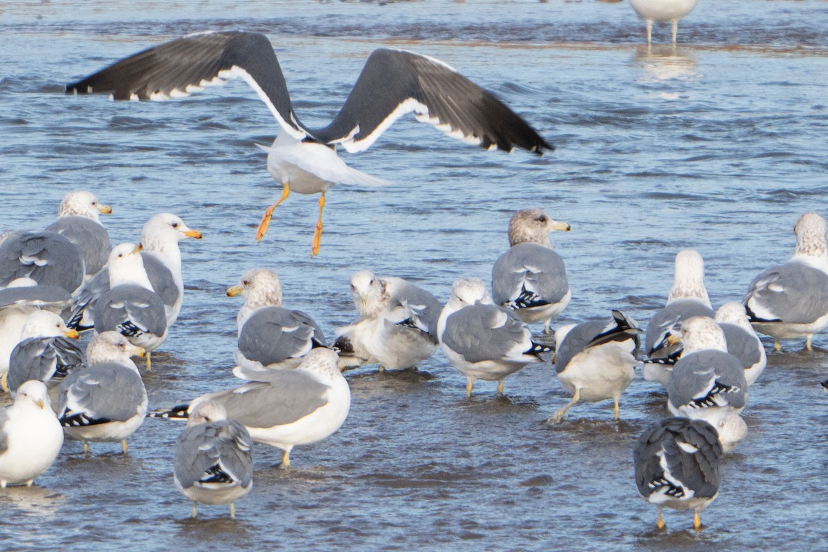 Yellow-footed Gull - ML613543159