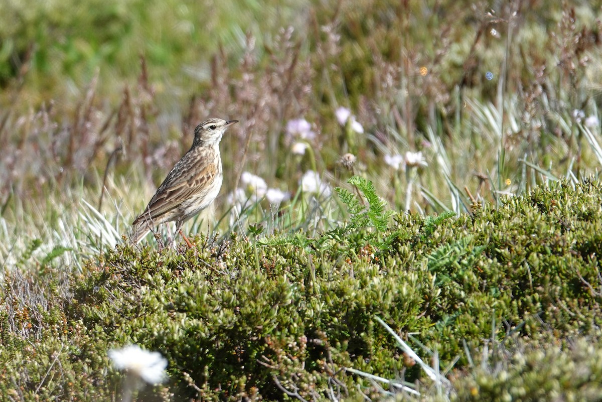 Bisbita Neozelandés (grupo australis) - ML613543169