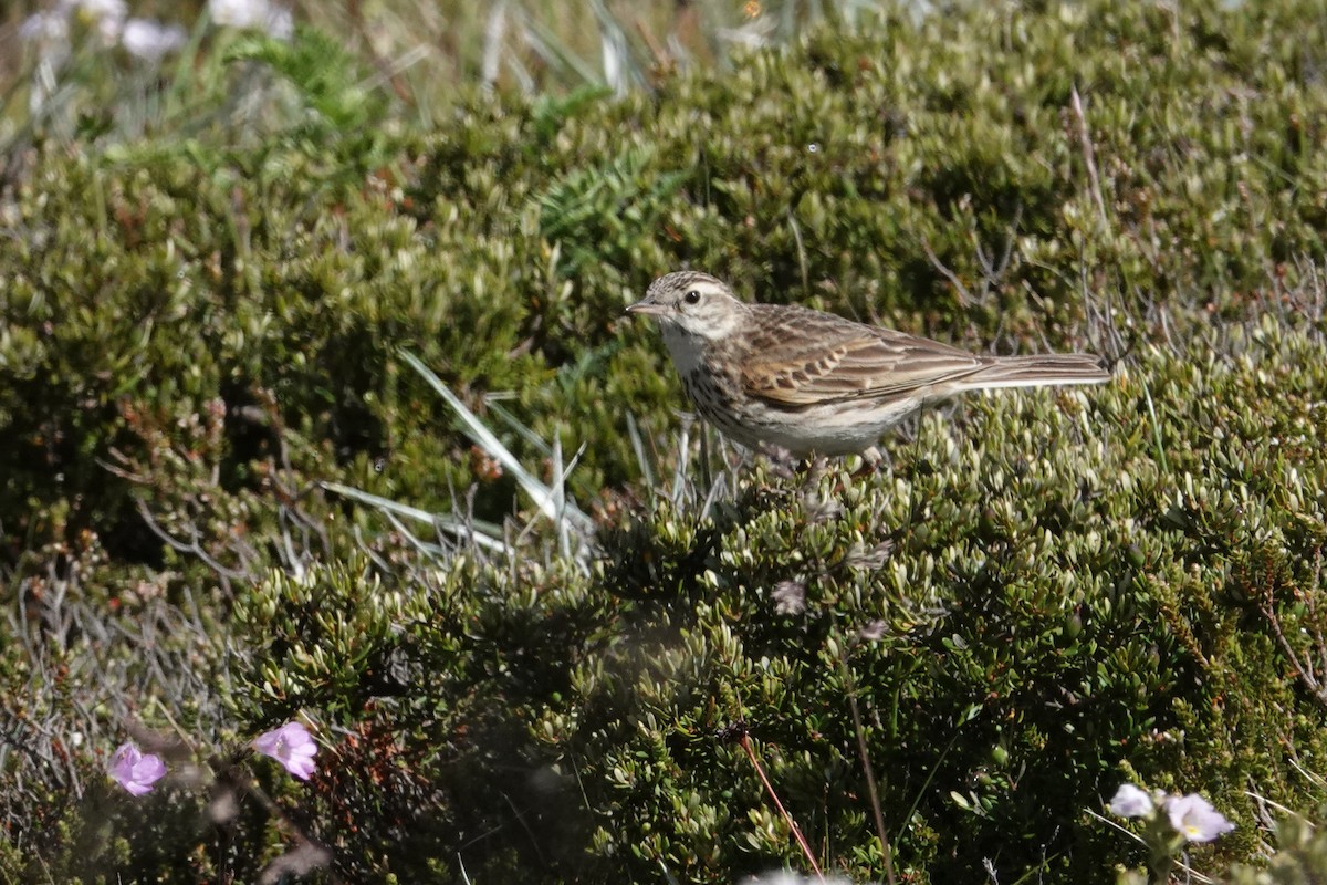 Bisbita Neozelandés (grupo australis) - ML613543171