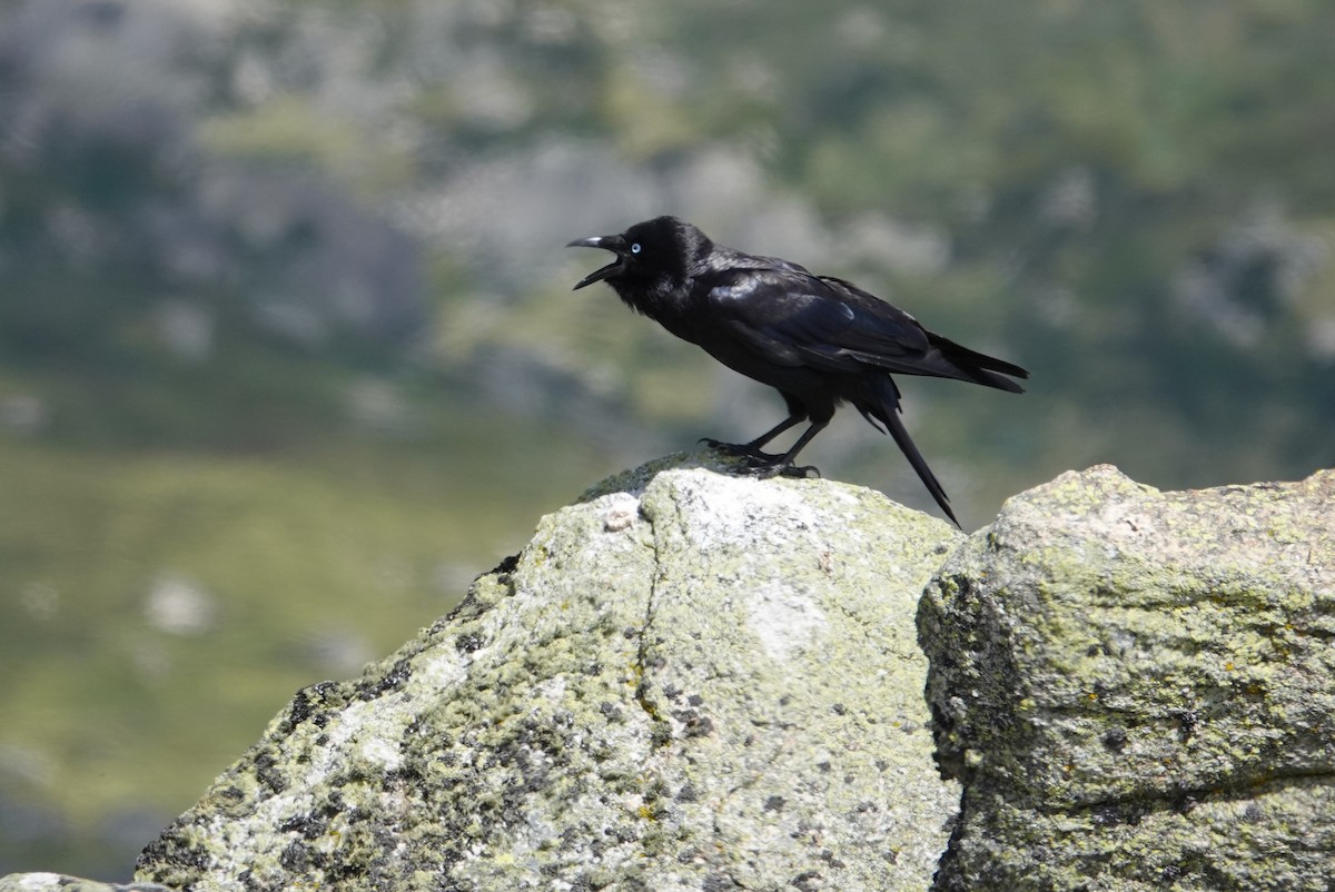 Little Raven - Romuald Mikusek