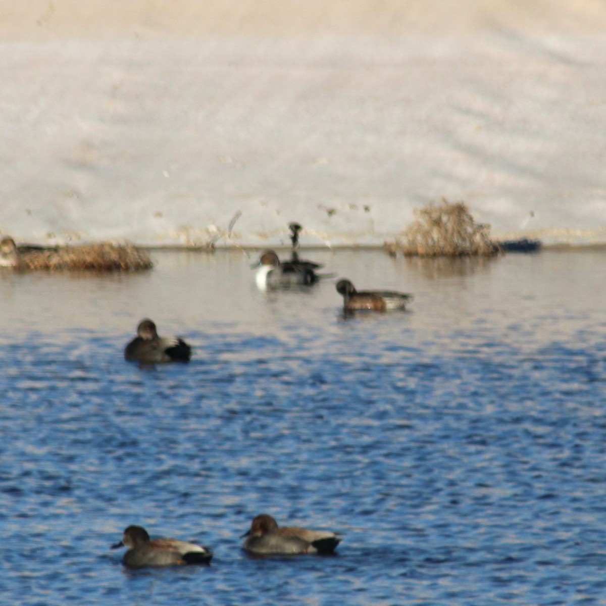 Northern Pintail - ML613543242